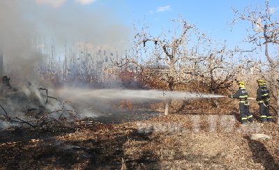 圖為阿克蘇地區(qū)溫宿縣一果園樹木發(fā)生火災